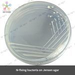 N-fixing bacteria